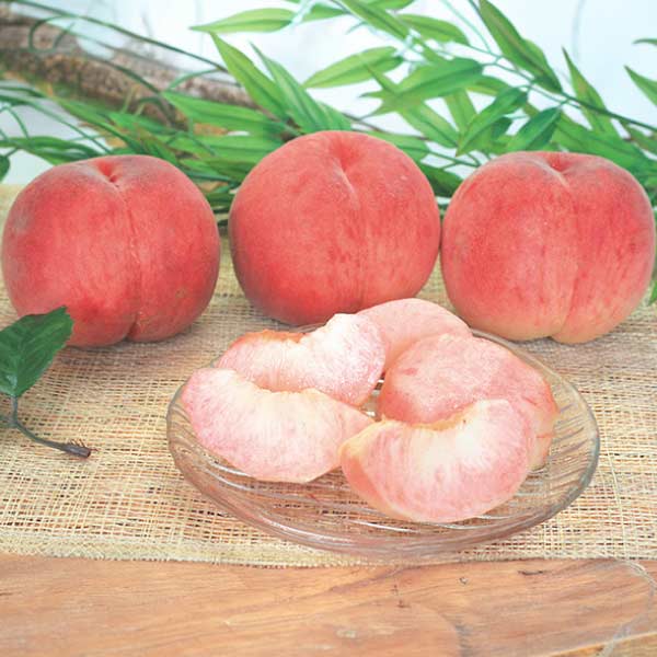 福島県産 若手生産者 木村さんたちの自慢の「川中島白桃」(お届け期間：8/21〜8/31)【夏の贈りもの・お中元】　商品画像1