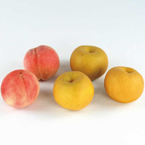 福島県産 幸水梨と白桃セット(お届け期間：8/21〜8/31)【夏の贈りもの・お中元】　商品画像1