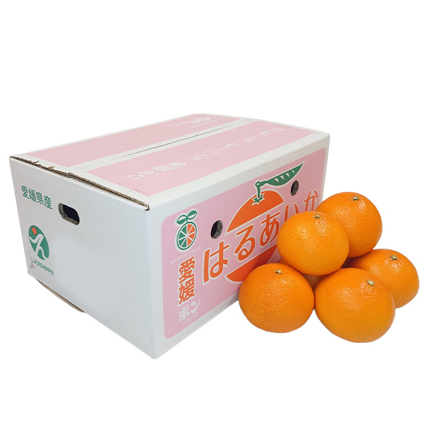 愛媛県産 はるあいか 優品以上3L〜Mサイズ 5kg【お届け期間:3月15日〜3月31日】【NN】 商品画像1