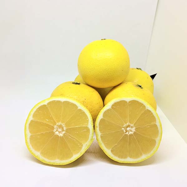 愛媛県八幡浜産 ニューサマーオレンジ ご自宅用 わけあり 4kg S〜2Lサイズ【限定500点】【お届け期間:4月15日〜4月30日】【イオンゴールドカード会員さま限定特別セール4月】 商品画像1