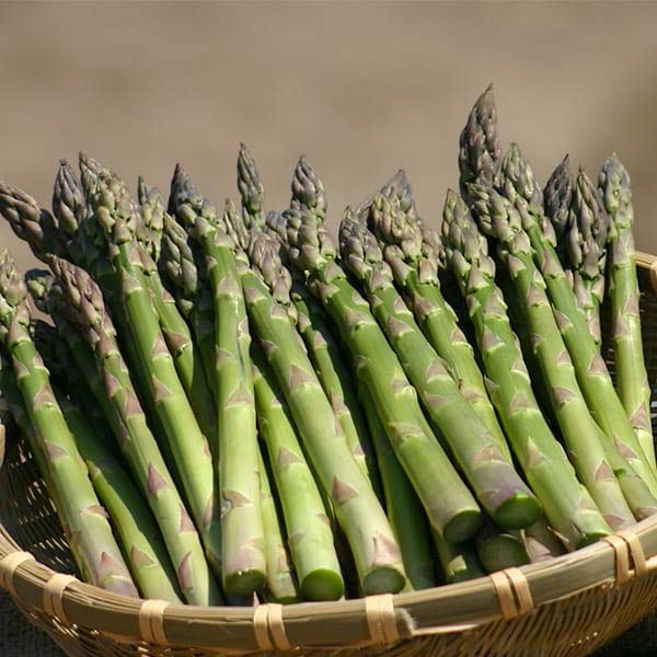 北海道産 露地栽培 グリーンアスパラガス L・Mサイズ 各400g 計800g【お届け期間:5月21日〜6月25日】【イオンゴールドカード会員さま限定特別セール4月】 商品画像1