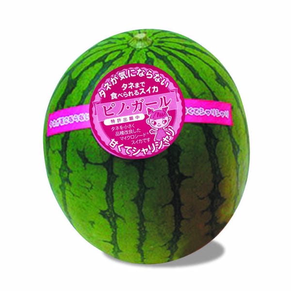 茨城県 筑西市地区 ピノ・ガール Mサイズ 1玉入り【お届け期間:5月19日〜6月30日】【KN】　商品画像1