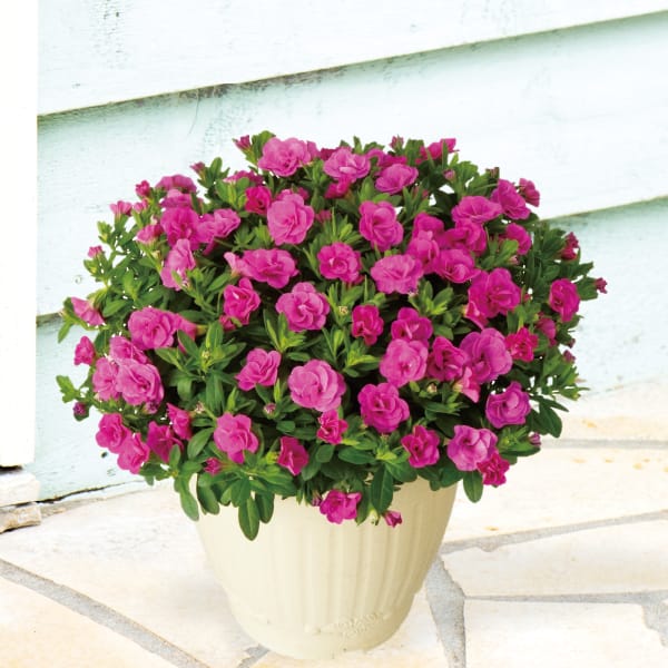 栃木 ジョルディカワムラ 八重咲きカリブラコア ティフォシーWパープル(SUSTEE付)(鉢直径約15cm、高さ約25cm)【お届け期間:7月1日〜8月15日】【KN】 商品画像1