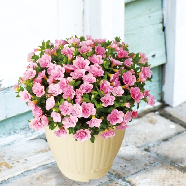 栃木 ジョルディカワムラ 八重咲きカリブラコア ティフォシーWベビーピンク(SUSTEE付)(鉢直径約15cm、高さ約25cm)【お届け期間:7月1日〜8月15日】【KN】　商品画像1