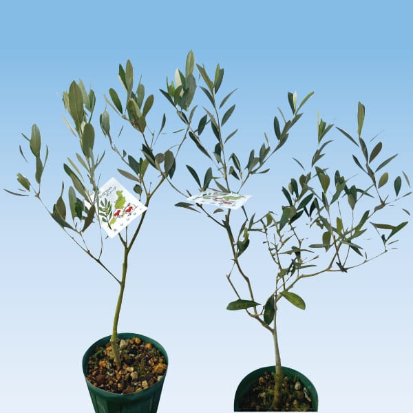 新潟 新津園芸 雪国育ちのオリーブ2種セット(ポット直径約12cm、高さ約30cm)【お届け期間:6月20日〜9月15日】【KN】 商品画像1