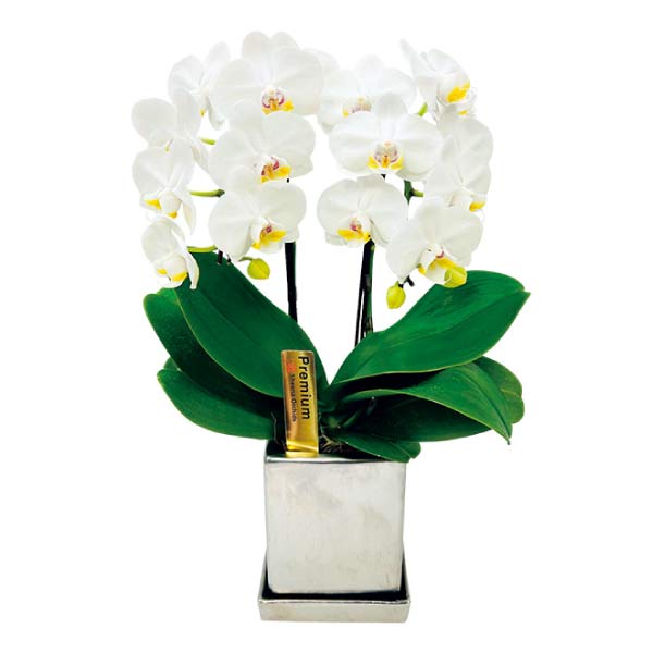 椎名洋ラン園 ミディ胡蝶蘭「エレガンス・ホワイト」2本立(SUStee付)(お届け期間：7/1〜8/15)【夏の贈りもの・お中元】　商品画像1