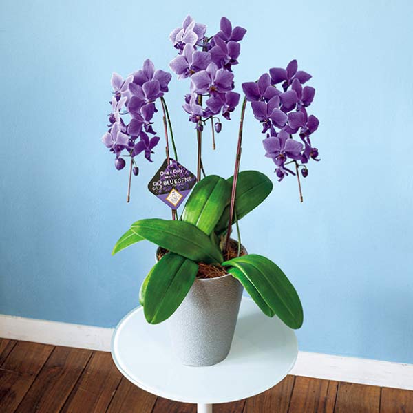 石原産業 胡蝶蘭「BLUE GENE(ブルージーン)」(SUStee付)3本立ち(お届け期間：7/1〜8/15)【夏の贈りもの・お中元】　商品画像1