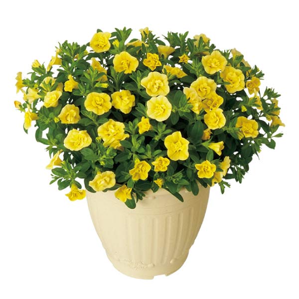 ジョルディ・カワムラ カリブラコア「ティフォシーダブル」クリアイエロー(SUStee付)(お届け期間：7/1〜8/15)【夏の贈りもの・お中元】　商品画像1