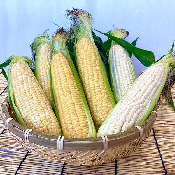 北海道産スイートコーン3種食べ比べセット8本【お届け期間：8月15日〜9月20日】【おいしいお取り寄せ】　商品画像1