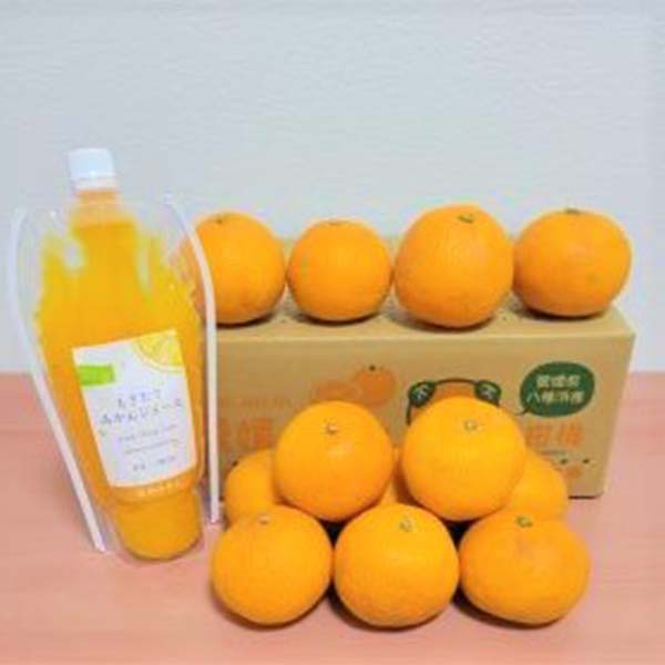 愛媛県八幡浜産 清見 ご自宅用 わけあり 2kg ジュース付き【限定200点】【お届け期間：6月1日〜6月30日】【イオンゴールドカード会員さま限定特別セール5月】　商品画像1