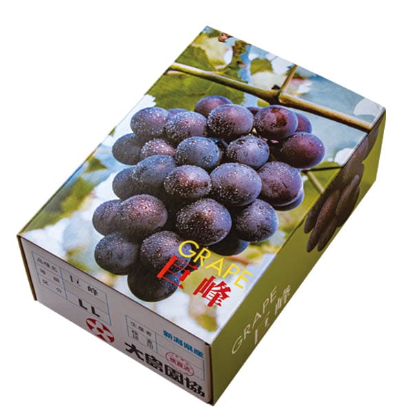 新潟県産 巨峰 化粧箱 800g以上【お届け期間:7月21日〜8月20日】【KN】 商品画像1