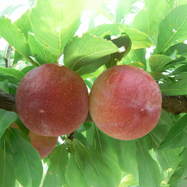 山梨県産(JA南アルプス市)スモモ サマーエンジェル 秀品 1.5kg【限定100点】【お届け期間：7月1日〜7月15日】【イオンゴールドカード会員さま限定特別セール6月】　商品画像1