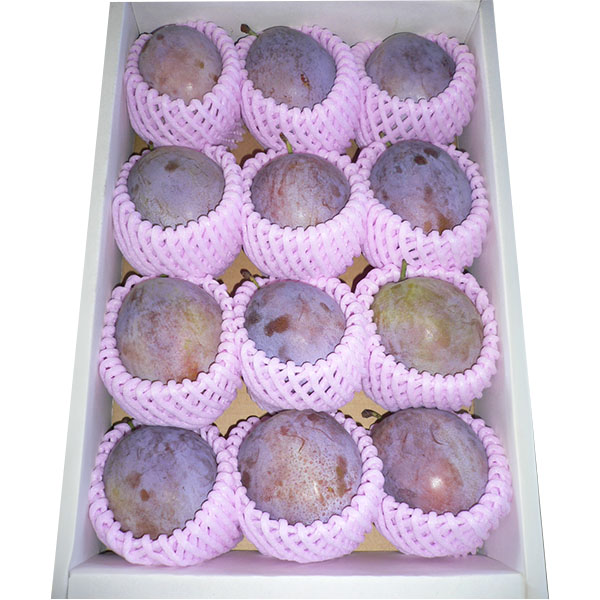 山形県産 プルーン パープルアイ 1.5kg【限定50点】【お届け期間：8月17日〜9月5日】【サマーセール】　商品画像1