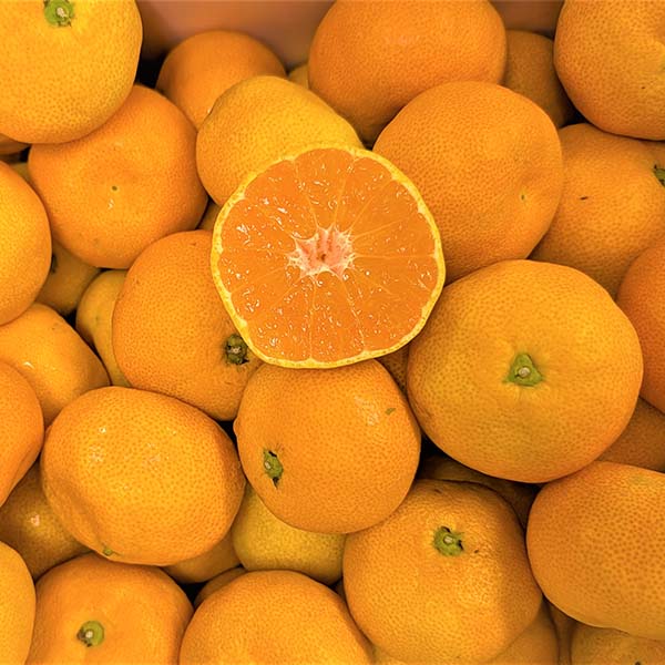 愛媛県産(JAえひめ中央) 温室みかん 1.1kg 青秀品以上 【限定300点】【お届け期間：9月1日〜9月18日】【お買い得セール8月】　商品画像1
