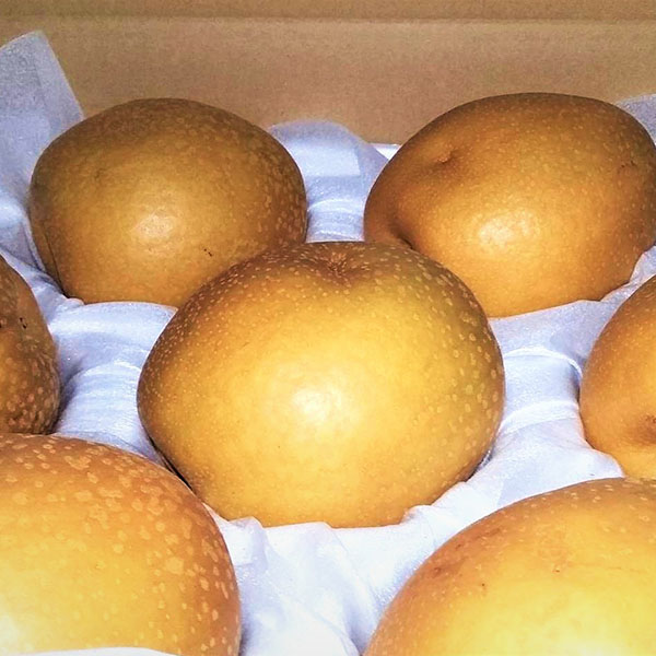 鳥取県産 梨 王秋 ○マル 5kg(ご自宅用)【お届け期間：10月15日〜11月20日】【秋のうまいもの市】【おいしいお取り寄せ】　商品画像1