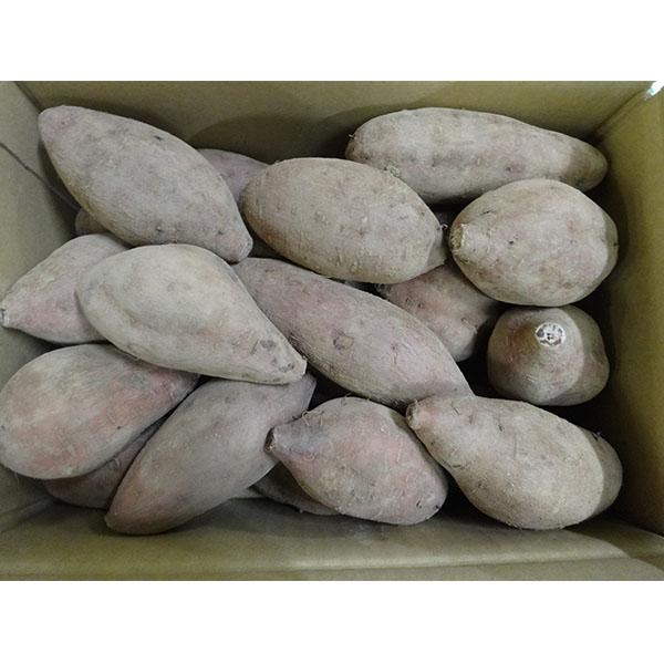 鹿児島県産 さつまいも 安納芋 2.5kg 2L〜Mサイズ【お届け期間：10月26日〜11月30日】【秋のうまいもの市】【おいしいお取り寄せ】　商品画像1