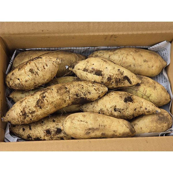 埼玉県産(富の川越いも) きみまろこ 3kg【限定100点】【お届け期間：12月1日〜12月25日】【オクトーバーフェスト】【おいしいお取り寄せ】　商品画像1