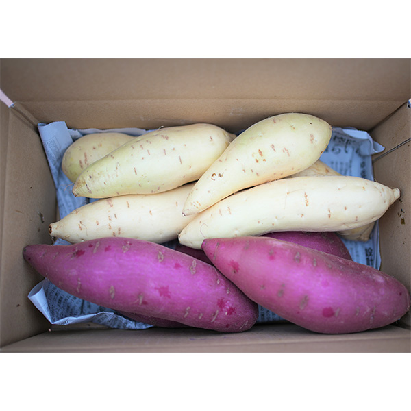 埼玉県産(富の川越いも) さつまいも 紅白セット 計3kg【限定100点】【お届け期間：12月1日〜12月25日】【オクトーバーフェスト】【おいしいお取り寄せ】　商品画像1