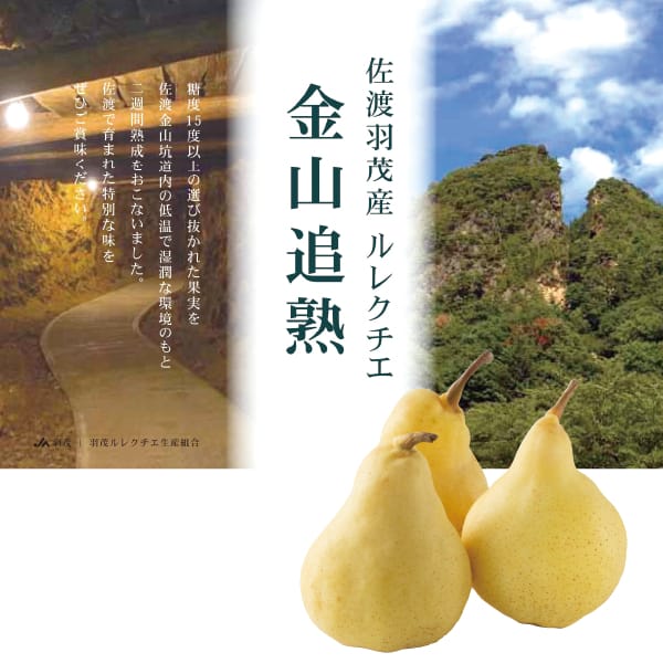 新潟県産 JA佐渡 佐渡金山 ル レクチェ 大玉2玉【お届け期間:11月21日〜12月30日】【KN】 商品画像1