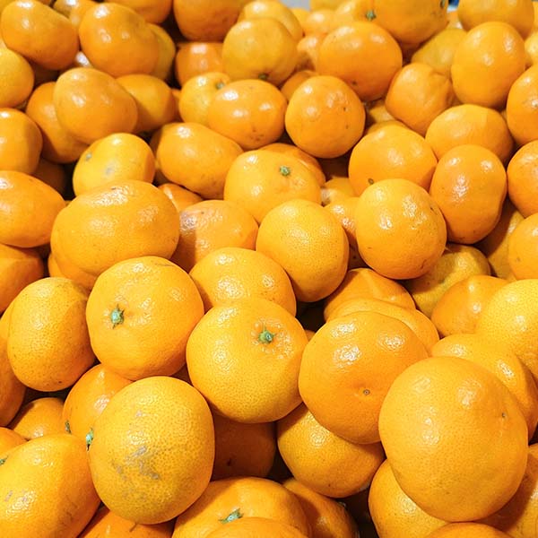 愛媛県産(JAにしうわ 川上共撰) 風みかん 5kg【限定800点】【お届け期間:11月20日〜12月28日】【ブラックフライデー】 商品画像1