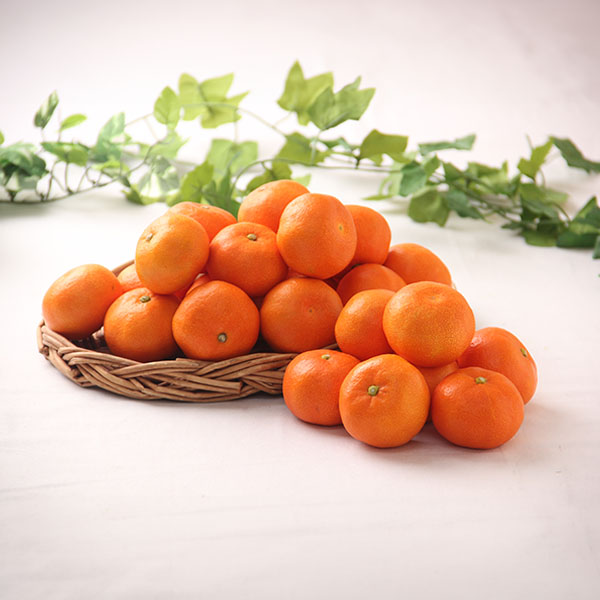 香川県産 小原紅みかん 1.2kg【限定100点】【お届け期間：11月20日〜12月30日】【ブラックフライデー】　商品画像1