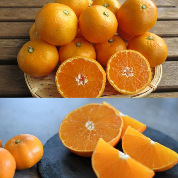 愛媛県産 愛媛の旬食べ比べセット(みかん1kg＋あいか700g以上)【お届け期間12月5日〜12月28日】【ブラックフライデー】【NN】　商品画像1