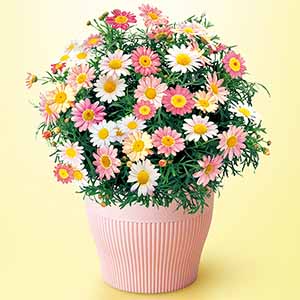 野田園芸 マーガレット「苺ミルク」(SUSTEE付)【母の日】