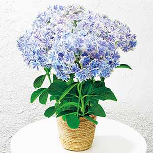 島根アジサイ研究会 あじさい「万華鏡」(SUSTEE付)【限定300点】【母の日】