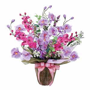 光の楽園 ツインコチョウラン [319R90-106]【母の日】