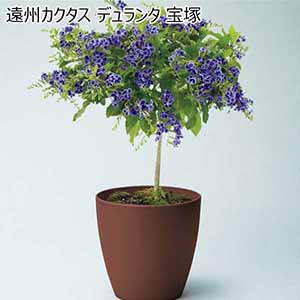 遠州カクタス デュランタ 宝塚（SUSTEE付） 【父の日】