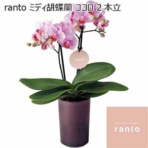 ranto ミディ胡蝶蘭「ココロ」2本立（SUSTEE付） 【母の日】