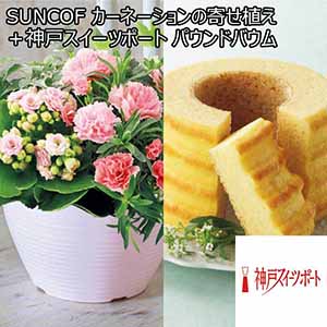 SUNCOF カーネーションの寄せ植え（SUSTEE付）＋神戸スイーツポート パウンドバウム 【母の日】