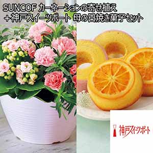 SUNCOF カーネーションの寄せ植え（SUSTEE付）＋神戸スイーツポート 母の日焼き菓子セット 【母の日】