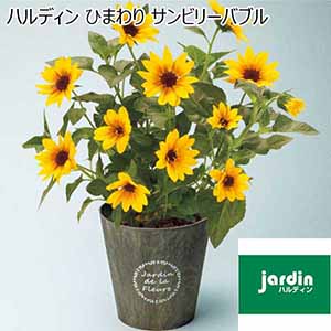ハルディン ひまわり「サンビリーバブル」（SUSTEE付） 【母の日】