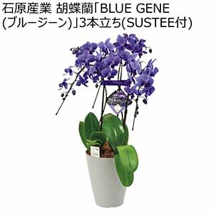 石原産業 胡蝶蘭「BLUE GENE(ブルージーン)」3本立ち(SUSTEE付) (お届け期間：12/1〜12/31)【冬ギフト・お歳暮】