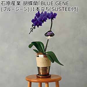 石原産業 胡蝶蘭「BLUE GENE(ブルージーン)」1本立ち(SUSTEE付) (お届け期間：12/1〜12/31)【冬ギフト・お歳暮】