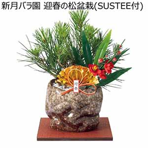 新月バラ園 迎春の松盆栽(SUSTEE付) (お届け期間：12/1〜12/31)【冬ギフト・お歳暮】