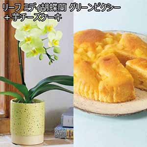 リーフ ミディ胡蝶蘭「グリーンピクシー」（SUSTEE付）＋芋チーズケーキ 【父の日】
