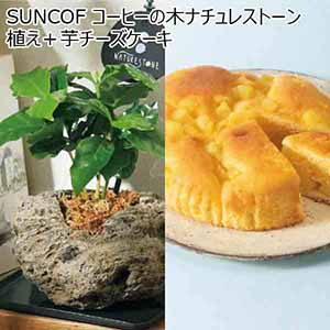 SUNCOF コーヒーの木ナチュレストーン植え（SUSTEE付）＋芋チーズケーキ 【父の日】