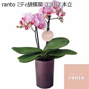 ranto ミディ胡蝶蘭「ココロ」2本立（SUSTEE付） 【父の日】