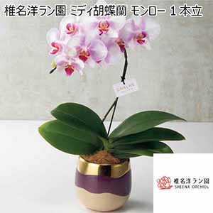椎名洋ラン園 ミディ胡蝶蘭「モンロー」1本立（SUSTEE付） 【父の日】