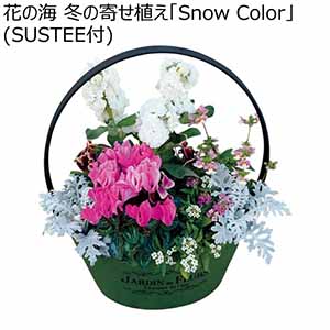 花の海 冬の寄せ植え「Snow Color」(SUSTEE付) (お届け期間：12/1〜12/31)【冬ギフト・お歳暮】