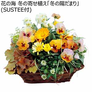 花の海 冬の寄せ植え「冬の陽だまり」(SUSTEE付) (お届け期間：12/1〜12/31)【冬ギフト・お歳暮】