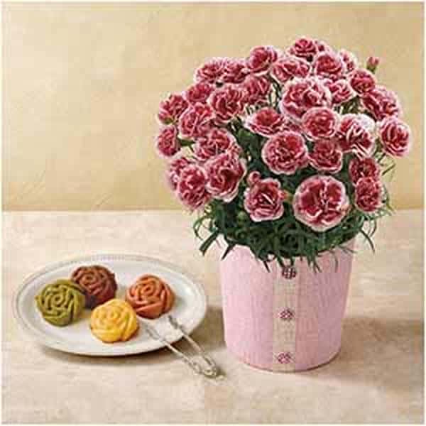 パティスリー モンシェール エタニティーローズとカーネーション(いちごホイップ)【母の日】