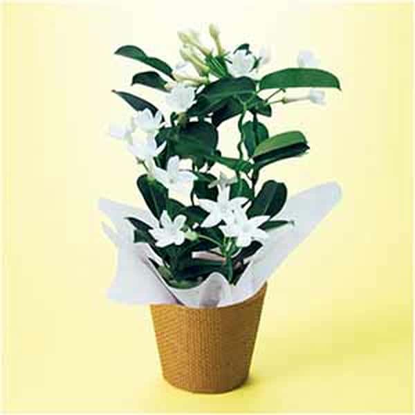 日比谷花壇 マダガスカルジャスミン(SUSTEE付)【母の日】