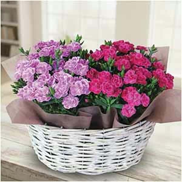 日比谷花壇 カーネーション「スイーツ」2鉢バスケット(SUSTEE付)【母の日】