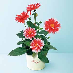 日比谷花壇 ダリア「マキシ」(SUSTEE付)【母の日】