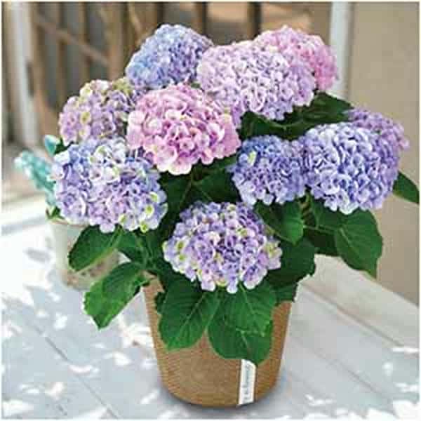 日比谷花壇 あじさい「マジカルレボリューション」(SUSTEE付)【母の日】