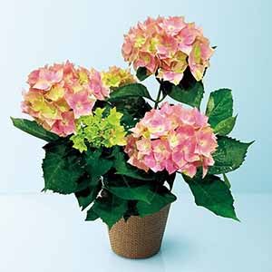 日比谷花壇 あじさい「星がすり」ピンク(SUSTEE付)【母の日】