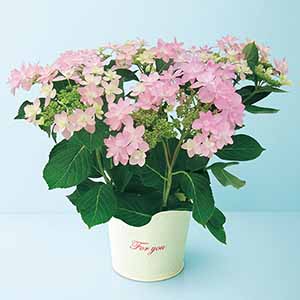 日比谷花壇 あじさい「ダンスパーティー」ピンク(SUSTEE付)【母の日】